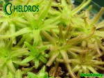Pinguicula Gypsicola BG Bonn