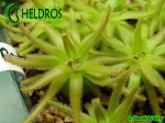 Pinguicula Gypsicola BG Bonn