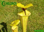 MK F41 Sarracenia Flava var. ornata