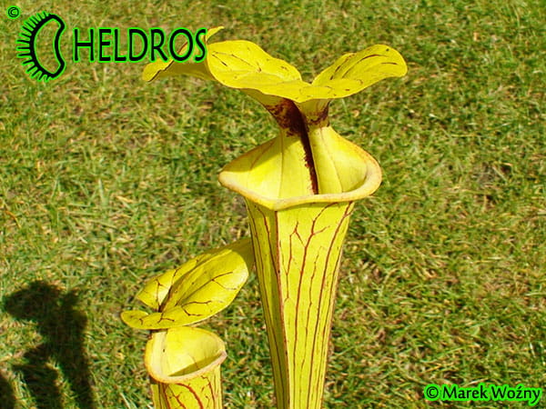 MK F41 Sarracenia Flava var. ornata