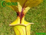 MK F41 Sarracenia Flava var. ornata