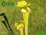 MK F41 Sarracenia Flava var. ornata