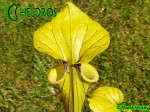 MK F41 Sarracenia Flava var. ornata