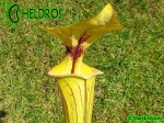 MK F41 Sarracenia Flava var. ornata