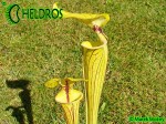 MK F41 Sarracenia Flava var. ornata