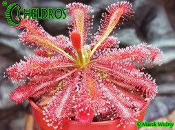 DROSERA SPATULATA 'TAMLIN' - 20 seeds