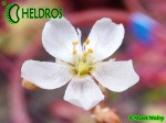 Rosiczka Drosera spatulata 'Tamlin'