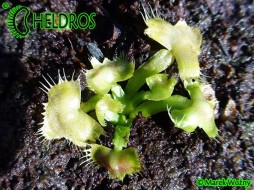 Dionaea Muscipula SPIDERMAN