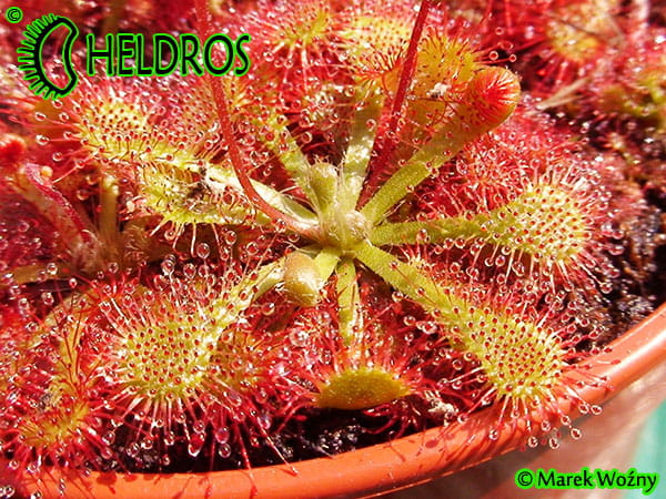 Drosera TOKAIENSIS
