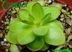 Pinguicula LAUEANA