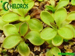 Pinguicula CRASSIFOLIA