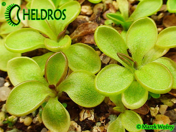Pinguicula CRASSIFOLIA