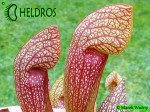 MK H23 Sarracenia x `Dixie Lace’