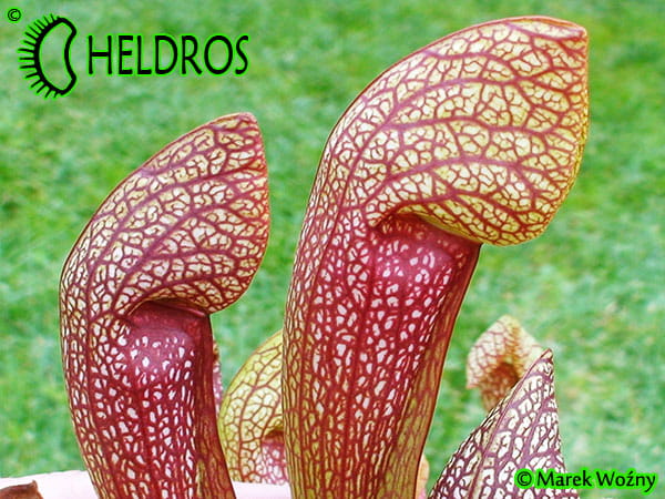 MK H23 Sarracenia x `Dixie Lace’