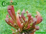 MK H23 Sarracenia x `Dixie Lace’