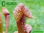 MK H23 Sarracenia x `Dixie Lace’