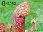 MK H23 Sarracenia x `Dixie Lace’