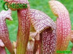 MK H23 Sarracenia x `Dixie Lace’
