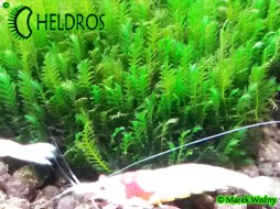 Fissidens SP 1 - 10 branches