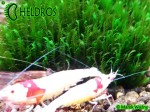 Moss Fissidens Sp 1