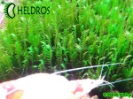 Moss Fissidens Sp 1