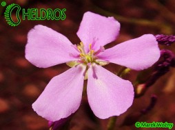 DROSERA CAPENSIS GIANT FORM - 20 seeds