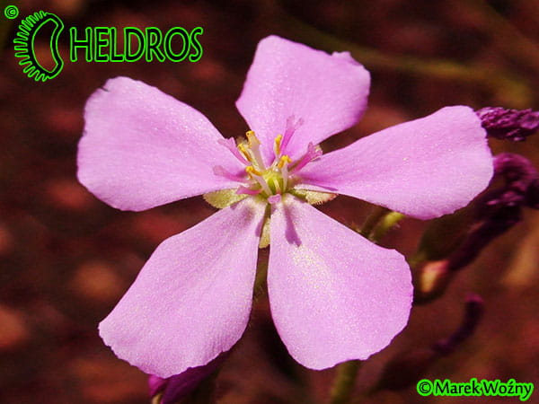 Drosera Capensis GIANT Form