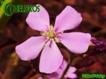 Drosera Capensis GIANT Form