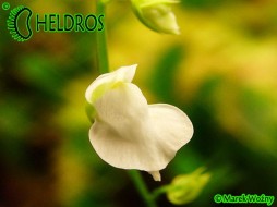 UTRICULARIA CALYCIFIDA cv. Lavinia Whateley (white flower) - 20 seeds