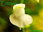 UTRICULARIA CALYCIFIDA cv. Lavinia Whateley (white flower)