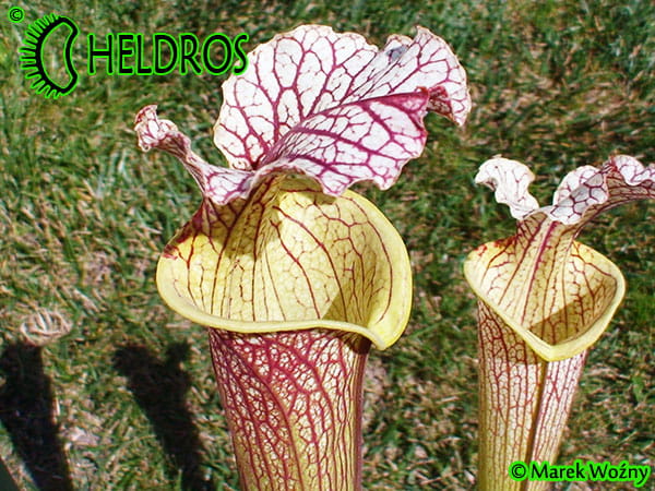 MK H89 Sarracenia x moorei ‘Elizabeth’ , Norman Parker