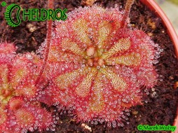 DROSERA Sp. PRETTY ROSETTE - 20 seeds