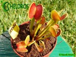 Dionaea Muscipula ADENTATA - ADENTATE