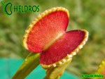 Dionaea Muscipula ADENTATA - ADENTATE