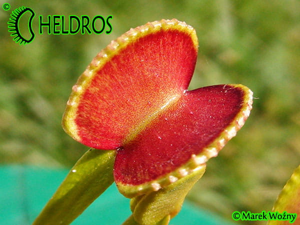 Dionaea Muscipula ADENTATA - ADENTATE