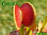 Dionaea Muscipula ADENTATA - ADENTATE