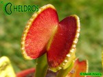 Dionaea Muscipula ADENTATA - ADENTATE