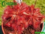 Drosera spatulata Gold Coast - eastern Queensland, white flower