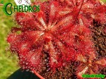 Drosera spatulata Gold Coast - eastern Queensland, white flower