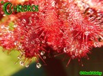 Drosera spatulata Gold Coast - eastern Queensland, white flower