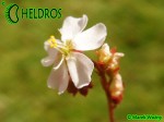 Drosera spatulata Gold Coast - eastern Queensland, white flower