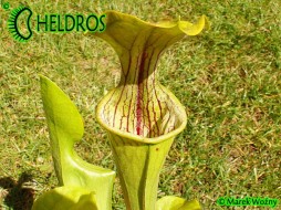 MK O14 Sarracenia Oreophila Walker clone (EB 2004)