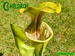 MK O14 Sarracenia Oreophila Walker clone (EB 2004)