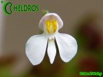 Utricularia Neprophylla White Flower