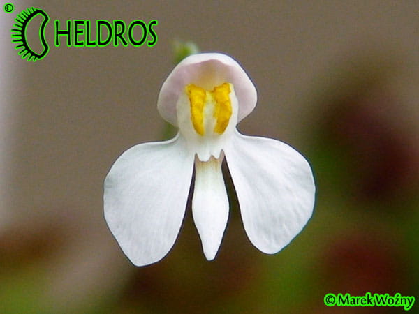 Utricularia Neprophylla White Flower