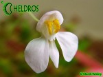 Utricularia Neprophylla White Flower