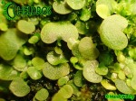 Utricularia Neprophylla White Flower