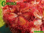 Rosiczka Drosera Natalensis Zimbabwe