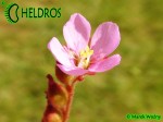 Rosiczka Drosera Natalensis Zimbabwe