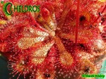 Rosiczka Drosera Natalensis Zimbabwe